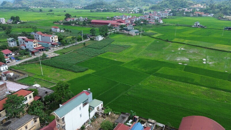 Khu tái định cư cao tốc vẫn là ruộng lúa, dân mong sớm khởi công
