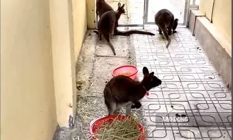 Một nửa số chuột túi xuất hiện ở Cao Bằng đã chết vì bệnh và stress