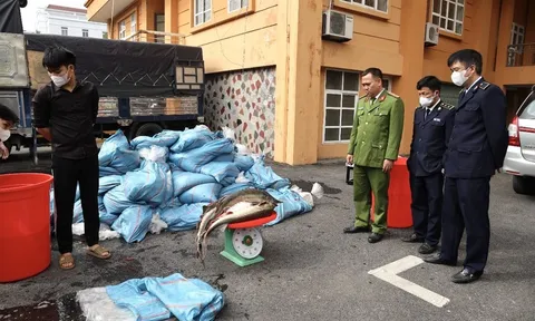 Lào Cai: Bắt giữ gần 4 tấn cá tầm sống không rõ nguồn gốc