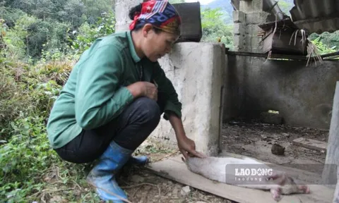 Thái Nguyên: Lợn giống trong dự án giảm nghèo vừa cấp đã ốm, chết hàng loạt