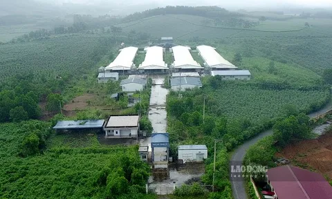 Nhà máy trứng công nghệ cao 800 tỉ đồng phá sản, rao 16 lần, giảm còn 1/6 giá vẫn khó bán