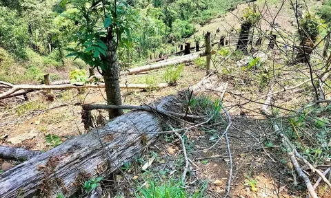 Phú Thọ: Huỷ hoại Vườn Quốc gia Xuân Sơn, 2 đối tượng bị khởi tố