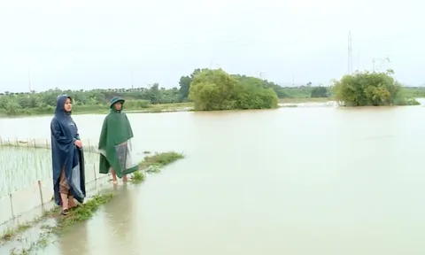 Tuyên Quang mưa lớn kéo dài gây thiệt hại về nhà ở và nhiều diện tích cây nông nghiệp