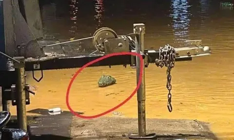 Khống chế thành công 2 cá sấu xổng chuồng trong mưa lũ Yên Bái