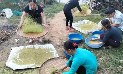 "Hội cốm ATK Chợ Đồn" (Bắc Kạn) được tổ chức vào giữa tháng 10/2024