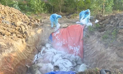 Điện Biên: Huyện Nậm Pồ công bố dịch tả lợn châu Phi