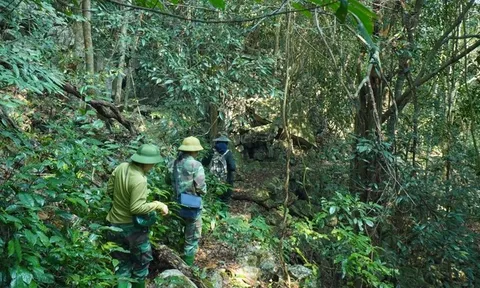 Bắc Kạn hỗ trợ hơn 100 tỷ đồng giao khoán, bảo vệ rừng