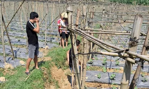 Giun đất ngoi lên hàng loạt, nông dân Tuyên Quang lo lắng