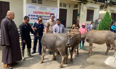 Trao tặng 35 con trâu giống cho các hộ dân ở biên giới Lào Cai