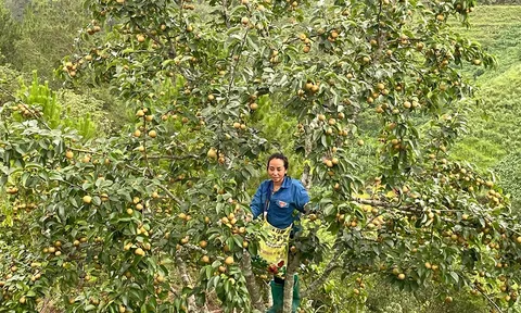Giảm nghèo ở vùng lõi: Nhiều hỗ trợ sinh kế cho người dân Yên Bái