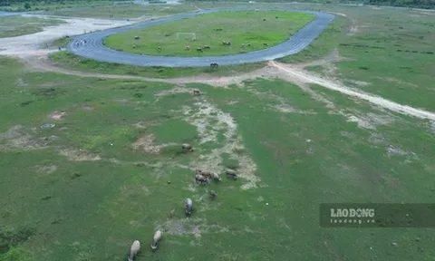 Sân vận động trăm tỉ ở Lào Cai thành bãi chăn trâu