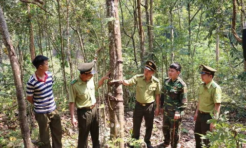 Sơn La giao gần 100 triệu m2 đất rừng cho lực lượng biên phòng quản lý