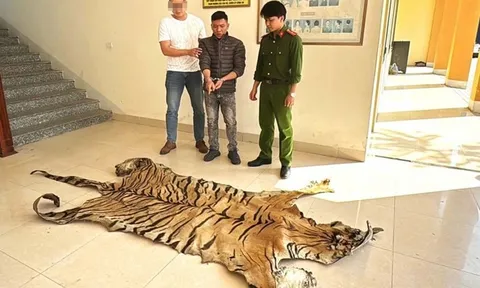 Bắt giữ đối tượng vận chuyển bộ da hổ dài hơn 3m