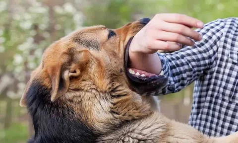 Vụ bé gái bị chó cắn chết ở Vĩnh Phúc, chủ nuôi chó lĩnh án tù