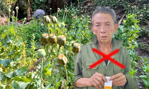 Phát hiện người đàn ông trồng 547 cây thuốc phiện ở Lai Châu