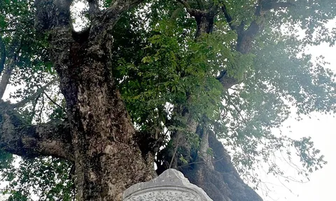 Cây thiêng nghìn năm tuổi ở Phú Thọ, ai tìm đến cũng mong một điều