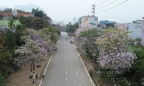 Chiêm ngưỡng “con đường hoa ban” bung nở rực rỡ, làm say đắm lòng người ở Hoà Bình