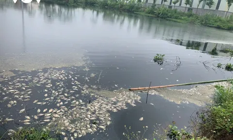 Phú Thọ: Cá chết hàng loạt gần cụm Công nghiệp Lâm Thao gây ô nhiễm môi trường