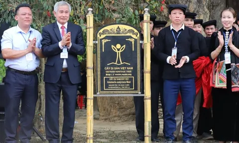 Nhiều loại cây hàng trăm tuổi ở Ngọc Chiến được công nhận là cây di sản Việt Nam
