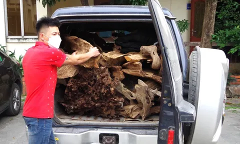 Bắt quả tang ô tô chở lâm sản trái phép ở Hà Giang