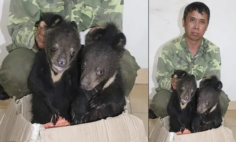 Bắt giữ đối tượng đang chở 2 cá thể gấu ngựa đi tiêu thụ