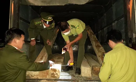 Lào Cai: Bắt đối tượng vận chuyển thuê lâm sản trái phép