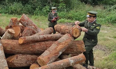 Thu giữ gần 6 vạn khối gỗ khai thác trái phép ở Cao Bằng