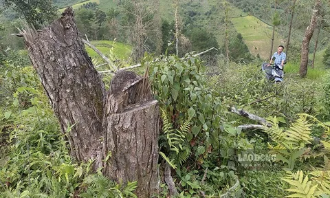 Vì sao vụ phá rừng trên đỉnh Pha Đin bất động sau hơn 1 năm?