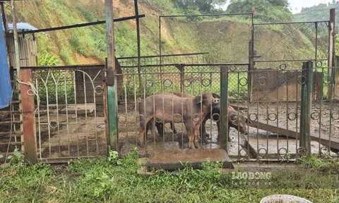 Công ty Lilama và Apatit đã thu hơn 610 tỉ đồng từ khai thác quặng chui