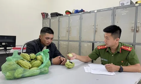 Bắt giữ thanh niên ở Sơn La cất giấu ma túy trong quả su su