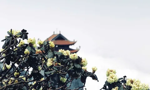 Chiêm ngưỡng vẻ đẹp “đệ nhất hoa" của núi rừng Ky Quan San