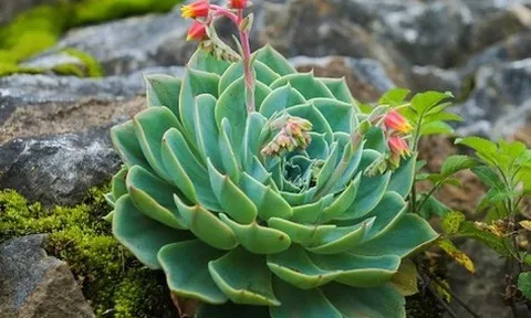 Lên Sa Pa chiêm ngưỡng sen đá