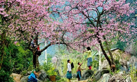 Những mùa hoa đẹp ở Tây Bắc siêu mộng mơ không du khách nào muốn bỏ lỡ