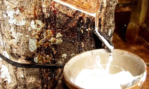 Thu hoạch mủ cao su ở Tây Bắc