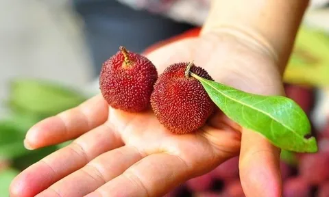 Quả thanh mai - Thức quả đáng yêu đang khiến các bạn trẻ Hà Nội "mê mẩn"