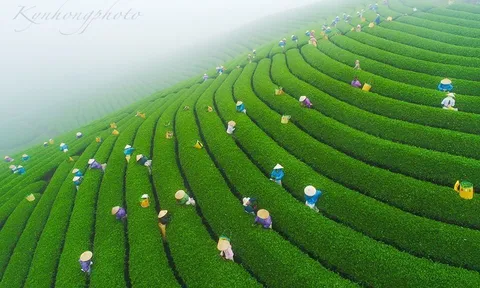 Đồi chè Mộc Châu ẩn hiện trong sương