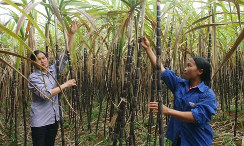 Mía tím Hòa Bình