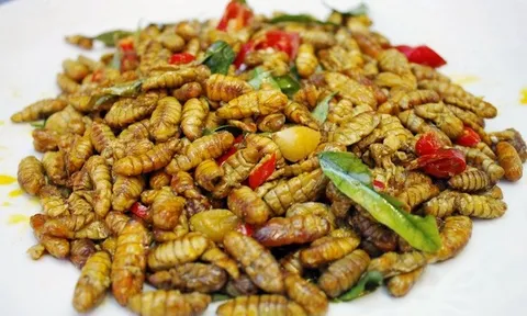 Nhộng ong rừng - đặc sản của mảnh đất Yên Bái