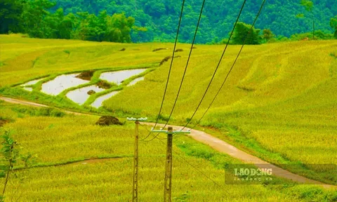 Đẹp ngỡ ngàng Pù Luông mùa lúa chín