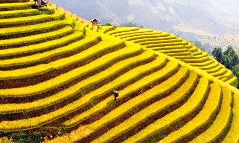 Du khách yêu thiên nhiên đừng bỏ lỡ sắc vàng rực rỡ của mùa thu Sa Pa