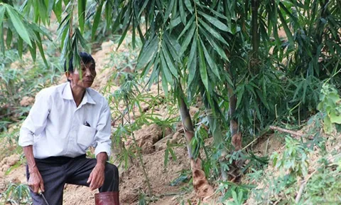 Ngọt thơm măng bói