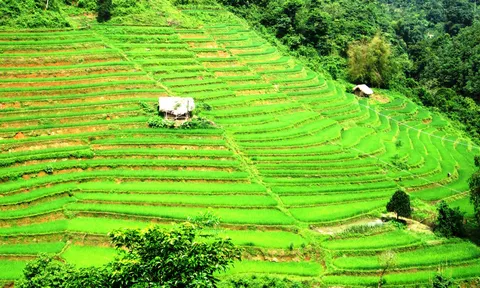 Vẻ đẹp ruộng bậc thang Tân Tiến