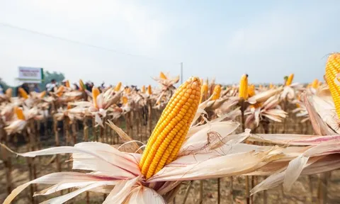 Ngô trong văn hóa ẩm thực của đồng bào Mông Mù Cang Chải, Yên Bái