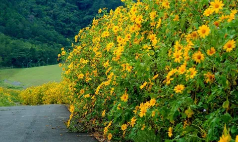 Vẻ đẹp núi rừng Điện Biên trong sắc hoa dã quỳ