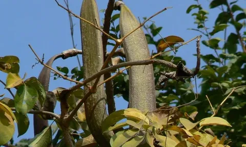 Món ăn lạ miệng từ quả núc nác