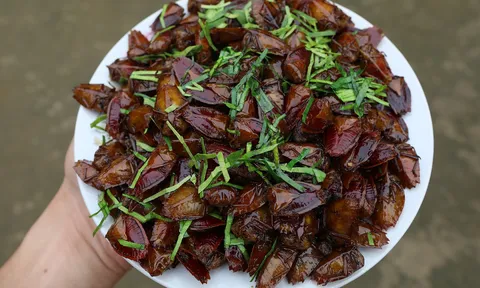 “Bọ xít rang lá chanh” món ngon Tây Bắc thách thức tín đồ ẩm thực