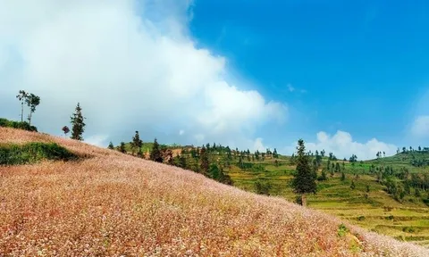 Lạc bước hồng hoang tam giác mạch Lử Thẩn