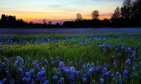 Thung lũng hoa Thải Giàng Phố - điểm đến hấp dẫn vào mùa Đông