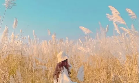 Vẻ đẹp mùa bông lau