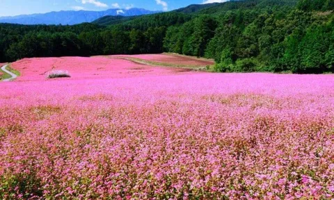 Lễ hội hoa Tam giác mạch "Sức sống cao nguyên đá"